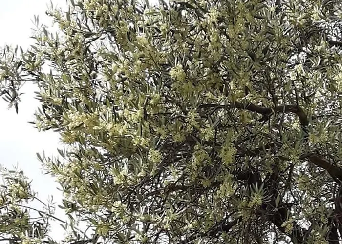 Maslina アパート *