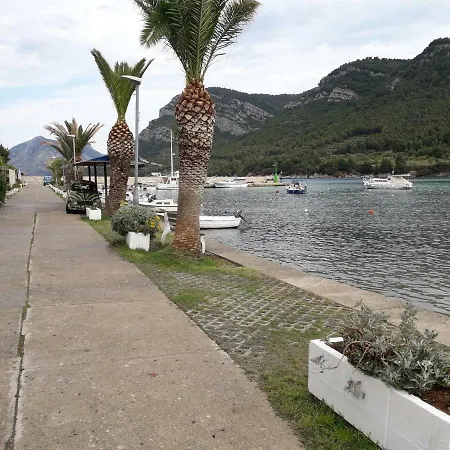Maslina * Žuljana